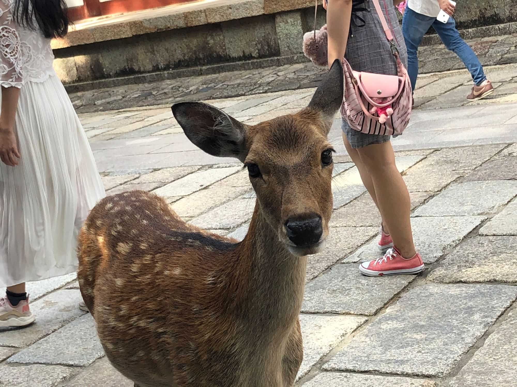Deer at Nara Park (Image by author)
