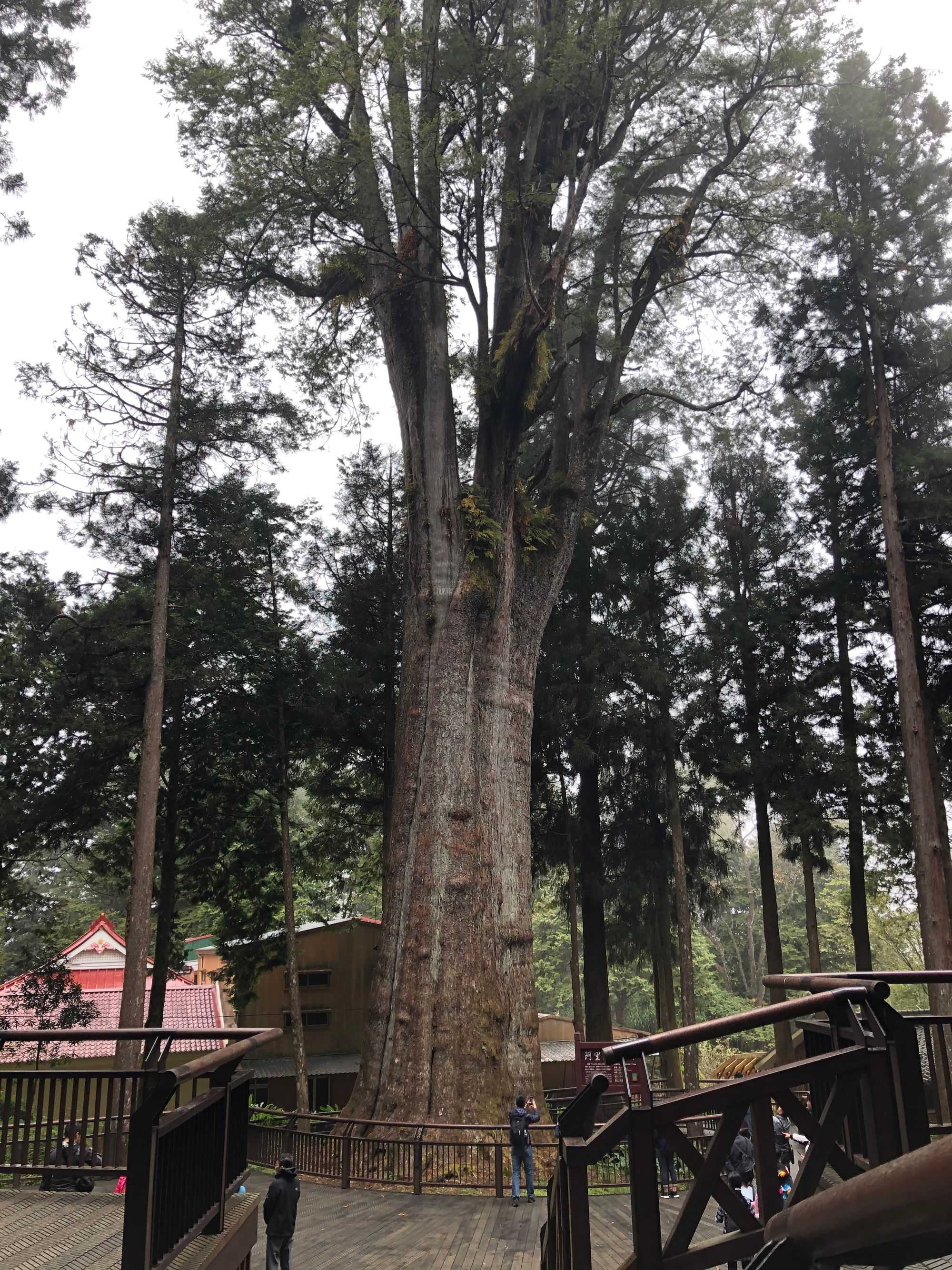 Alishan Sianglin Sacred Tree (Image by author)