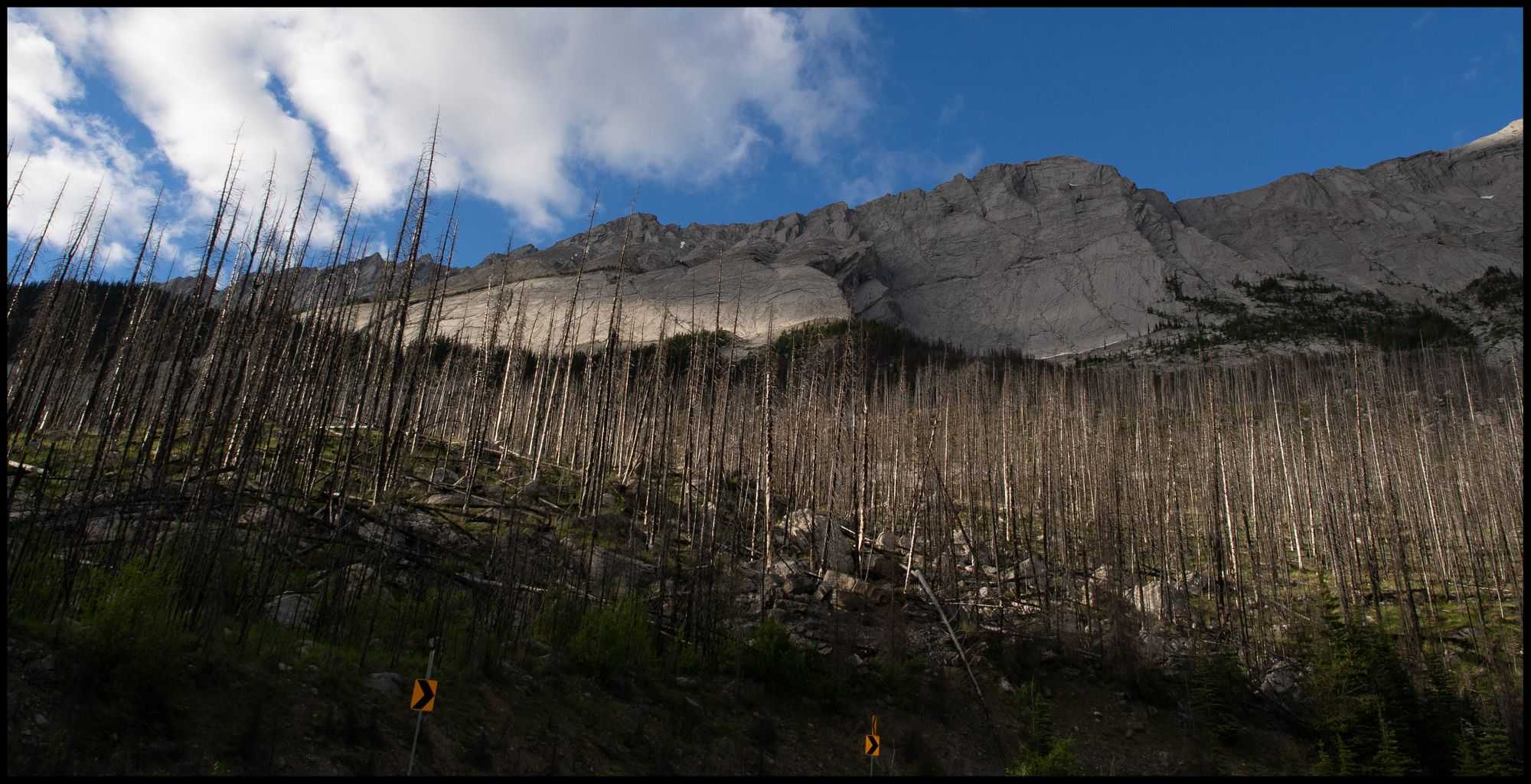Damages caused by Mountain Pine Beetles (Image by author)