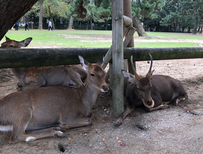 Day 1: Nara Park · Todaiji Temple · Kasugayama Mountain Trail