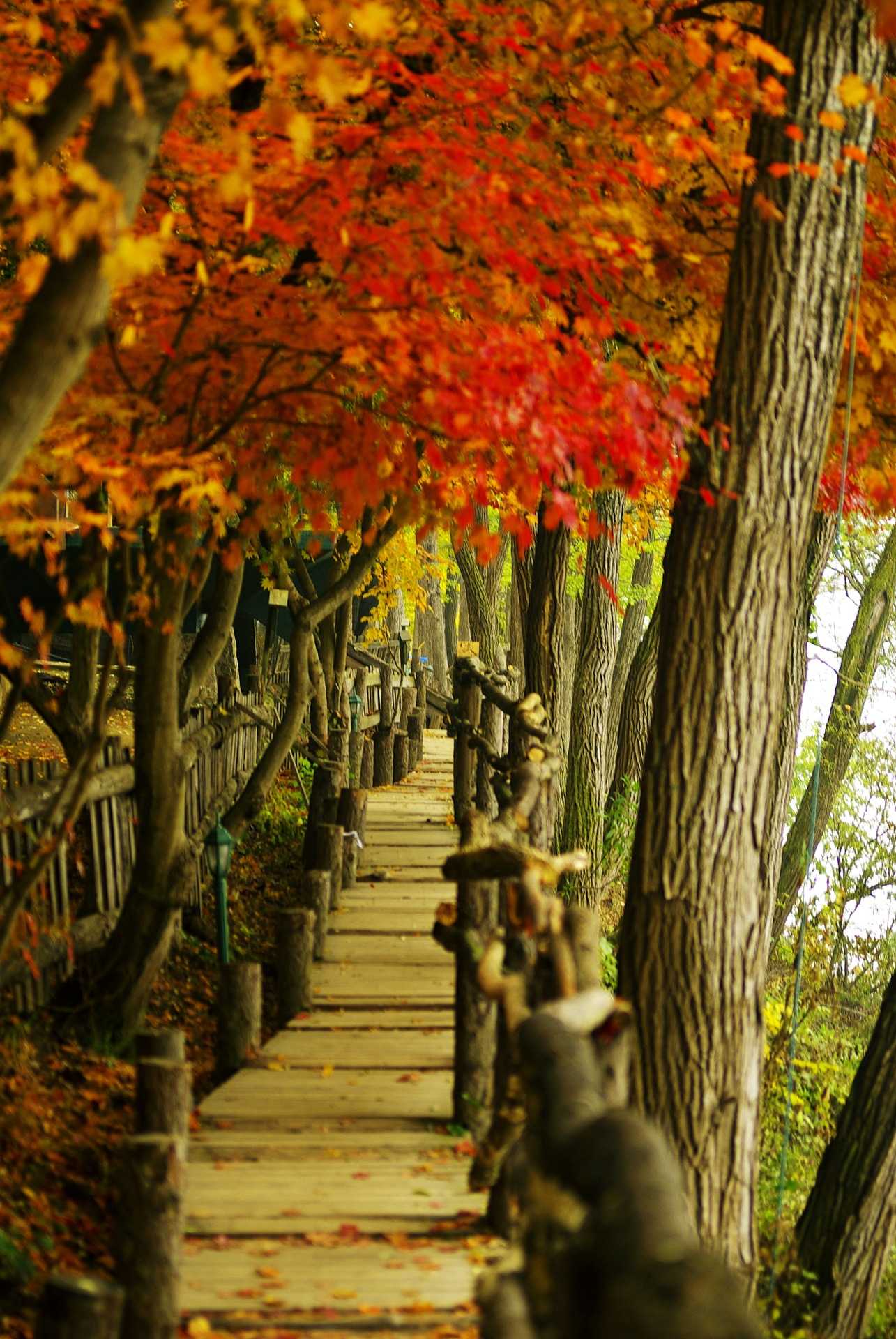 nami-island-ga8eb7249d_1920